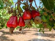 Cashew Nuts